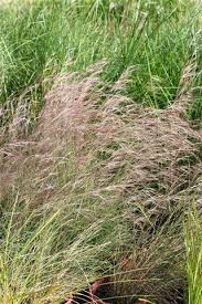 Image result for Aristida meridionalis