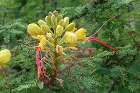 Image result for Erythrostemon gilliesii