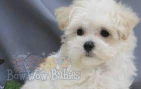 Long island authorities on tuesday said the crook who allegedly used a phony id to steal two pricey purebred pups from a pet store is now included on the he took off with two adorable yorkshire terrier puppies, valued at about $4,500 in total. Puppies For Sale Huntington Long Island Ny Bowwow Babies