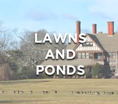But this solution will be. Get Rid Of Geese And Keep Geese Away Away With Geese Goose Deterrent