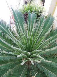 Image result for Cycas