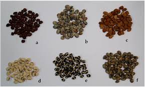 Image result for Vigna unguiculata