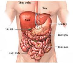 Dạ dày trung gian giữa dạ dày đơn và dạ dày kép như dạ dày của lợn. Pháº«u Thuáº­t Cáº¯t Dáº¡ Day Bá»‡nh Viá»‡n Fv