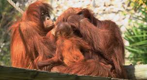 O jardim zoológico de lisboa é um espaço onde se alia a conservação e a educação. Lissabon Jardim Zoologico De Lisboa Foto Bild Tiere Zoo Wildpark Falknerei Saugetiere Bilder Auf Fotocommunity