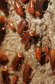 Cockroach Brown Cockroachs On Wall Closeup Sponsored Brown Cockroach Cockroachs Closeup Wall Ad Cockroaches Stock Photos Close Up