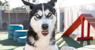 Redlands Council approves animal shelter upgrades