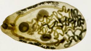 Image result for Dignathia