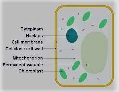 If present in animal cells, vacuoles are plant cells have a large permanent central vacuole that may occupy in excess of 80% of the cell's volume. Define Plant Cell 7 Parts Structure And Its Function