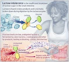 Lactose Intolerance Lactose Intolerant Symptoms Lactose Intolerant Gastrointestinal Disease