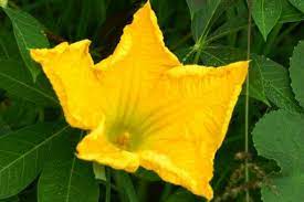 Cara gampang pikeun ngabedakeunnana biasana dina wangunan kalimah. 17 My Garden Ideas Garden Plants No Id