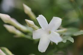 Image result for Jasminum bakeri