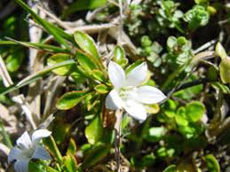 Image result for Wahlenbergia capitata