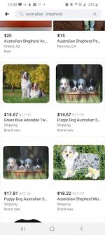 Find australian shepherd puppies and breeders in your area and helpful australian shepherd information. Dogs Dog Pet With Music Original Sound Robbyepicsauce