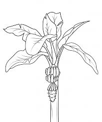 They are sweet and considered the best tasting of all chestnuts. Banana Coloring Pages Dibujo Para Imprimir Banana Fruit Tree Coloring Page Dibujo Para Imprimir