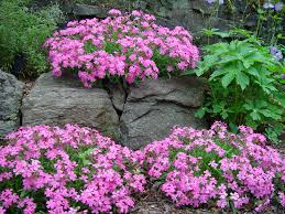 Image result for Silene burchellii