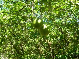 Image result for Peponium vogelii