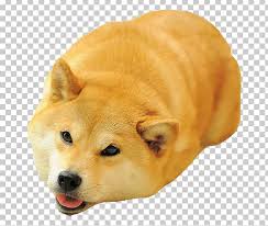 The shiba inu is a japanese breed that has been around since ancient shiba inus are the smallest native japanese dog breed,3 x research source with a standard yes, the doge dog is a shiba inu. Dog Breed Shiba Inu Akita Doge Meme Png Clipart Akita Akita Inu Breed Carnivoran Companion Dog