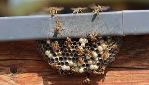 wespennest entfernen kosten fur entfernung und was erlaubt ist