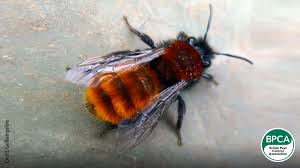 They also have a black body with dense yellow and black hairs on their head and thorax and a bald abdomen. Identify The Differences Between Wasps Hornets Bees And More