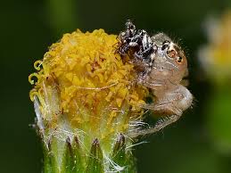 The markings can range from white to cream to yellow and the body is a. Jumping Spiders Pest Profile Pictures Information