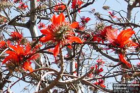 There are a number of issues surrounding the inclusion of a species in such a list. Tree List