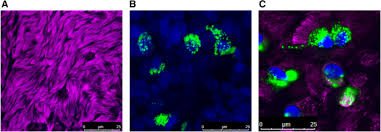 The rhinovirus (from the greek ῥίς rhis nose, gen ῥινός rhinos of the nose, and the latin vīrus) is the most common viral infectious agent in humans and is the predominant cause of the common cold. Rhinovirus Replication And Innate Immunity In Highly Differentiated Human Airway Epithelial Cells Respiratory Research Full Text