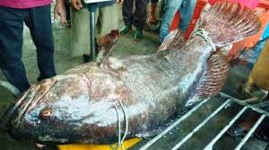 Ikan asli dari negeri sarawak ini yang juga dikenali sebagai ikan kelah mempunyai reputasi tinggi dari segi rasa dan teksturnya sehingga dikenali di seluruh dunia. Wow Nelayan Tangkap Ikan Kerapu Raksasa Dijual Laku Rp 17 Juta Halaman 3 Tribun Jogja