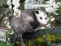 Opossums And Gardening A Few Things To Know Opossum Backyard Birds Feeders Wildlife