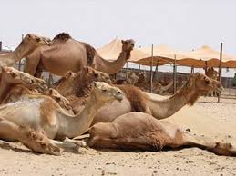 It is much harder for a rich person to enter the kingdom of god god's word® translation i can guarantee again that it is easier for a camel to go through the eye in st. Top Breed Racing Camels Lost In Qatar Qatar Gulf News