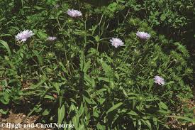 Image result for Aster harveyanus
