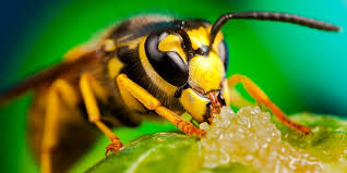 Some insecticides repel or get rid of cicadas / pixnio if the noise and nuisance of cicadas are too much to handle, several products will help. How To Get Rid Of Cicada Killer Wasps