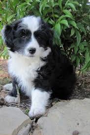 10 Border Doodle Ideas Bordoodle Puppies Dogs Opgegroeid op de boerderij en in ons gezin. 10 border doodle ideas bordoodle