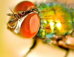 Which winged insects have the best vision in the animal kingdom? Test Your Pest I Q With These Bug Insect Quizzes For Kids