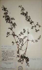 Image result for Galium scabrellum