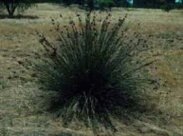 Image result for Juncus oxycarpus