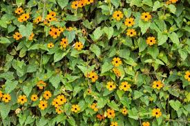 Image result for Thunbergia annua