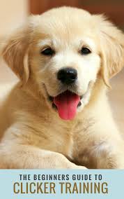 Dog Training Guide Should Your Dog Drops The Ball Nearby And You Walk To Pick The Ball Up He Will Think T Training Your Dog Dog Training Dog Clicker Training