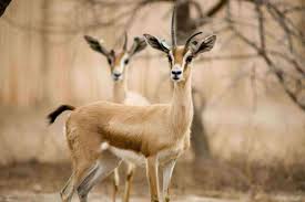 نتيجة بحث الصور عن صور غزلان Animals Bird Kangaroo