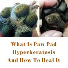 Dog paw pad hyperkeratosis is one of these thing. What Is Paw Pad Hyperkeratosis And How To Heal It Https Buff Ly 2juvrcd Dog Dogs Doghealth Dogshealth Paw Pads Dog Health Paw