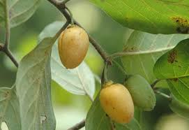 Image result for Berchemia discolor