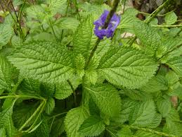 Image result for Stachytarpheta urticifolia