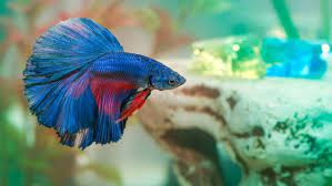 The sustained health of your betta can most reliably be achieved with regular water changes and. How Can We Keep Our Fishes Happy And Healthy Betta Fish Care Pet Fish Betta Fish