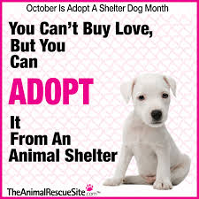 The Animal Rescue Site Adopt Shelter Pets Theanimalrescuesite Animal Rescue Site Animal Rescue Animal Shelter
