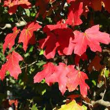 Image result for bigtooth maple