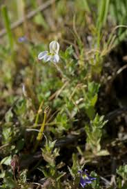 Image result for Lobelia thermalis