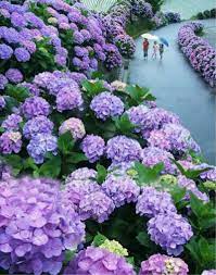 Jun 18, 2021 · pain can consume an individual but it can also be turned into one's reason to fight, and hortensia bussi chose the latter. Tienda Online Gran Venta 20 Piezas Chino Colores Hortensia Bonsai Real Bonsai Perenne Jardin De Fl Hydrangea Landscaping Beautiful Hydrangeas Beautiful Gardens