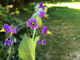 The solanaceae or nightshades are an economically important family consisting of herbs, shrubs, or trees. Solanaceae Sumsgreenthumbs