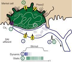 Jul 22, 2021 · merkel cell carcinoma. Epidermal Merkel Cells Are Mechanosensory Cells That Tune Mammalian Touch Receptors Nature