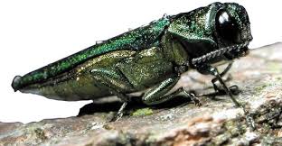 Emerald Ash Borer Highly Destructive To Ash Trees