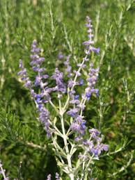 Image result for perovskia atriplicifolia 'little spire'